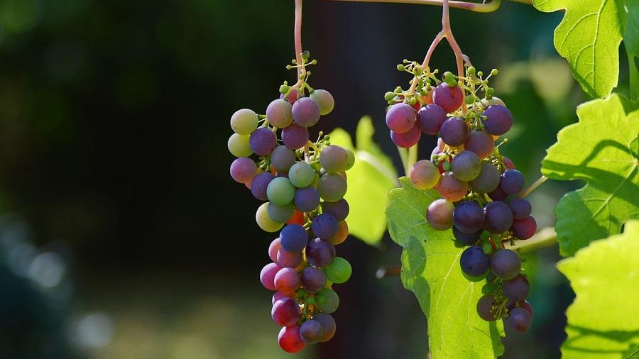 Argentina’s Table Grapes Formally Approved for Sale in China Produce